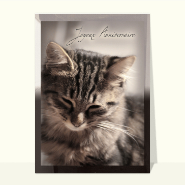 Un chat enchanteur pour un anniversaire