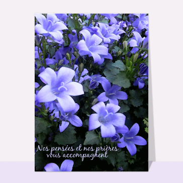 Fleurs violettes pour un doux r&eacute;confort