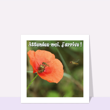Abeilles en folie : patience, j'arrive !