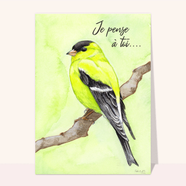 Oiseau color&eacute; pour dire bonjour avec tendresse
