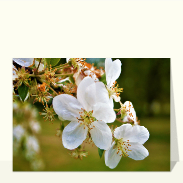 Fleurs blanches d&eacute;licates en pleine lumi&egrave;re