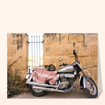 Chat paisible sur une moto vintage &agrave; Malte