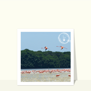 Flamants roses dans un paysage enchanteur