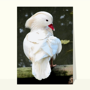 Canard blanc au bord de l'eau
