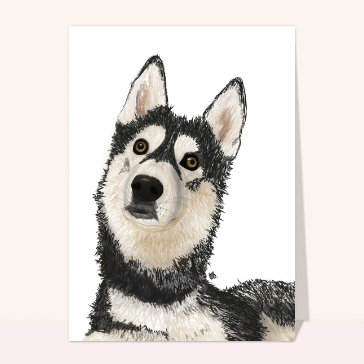 Husky espi&egrave;gle au regard captivant