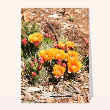 Cactus aux fleurs vibrantes et ensoleill&eacute;es