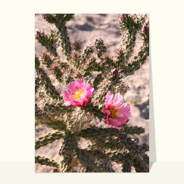 Cactus en fleurs roses &eacute;clatantes