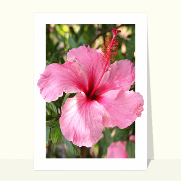 Hibiscus &eacute;clatant dans le jardin