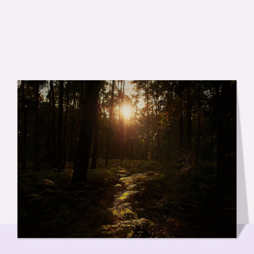 Rayons de soleil dans la for&ecirc;t myst&eacute;rieuse