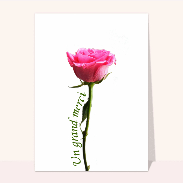 Carte remerciement condoléances : Un grand merci avec une rose