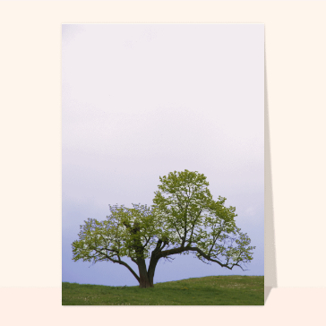 carte condoléances : Vieil arbre dans une prairie pour des condoléances