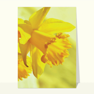 Carte postale de Juillet et d'été : Fleur jaune de mars