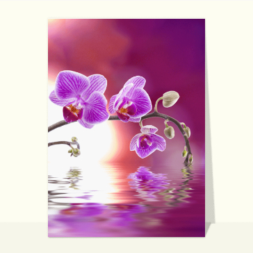 Carte avec des fleurs : Des orchidées sur fond violet