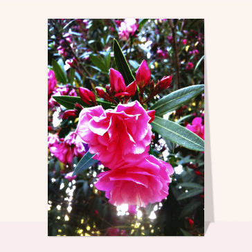 Carte avec des fleurs : Laurier rose double