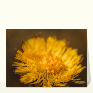 Carte avec des fleurs : Carte postale feur de tussilage