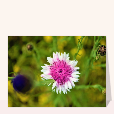 Carte avec des fleurs : Jolie fleur violette