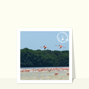 Carte postale de voyage : Celestun dans le Yucatan au Mexique