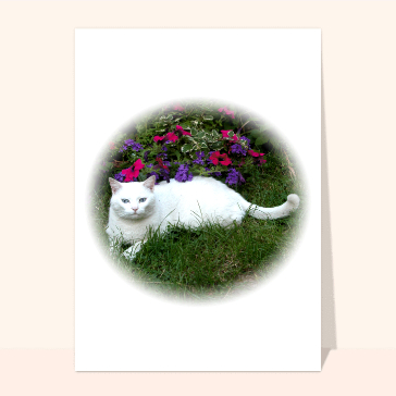 Carte chat et chaton : Chat blanc et fleurs