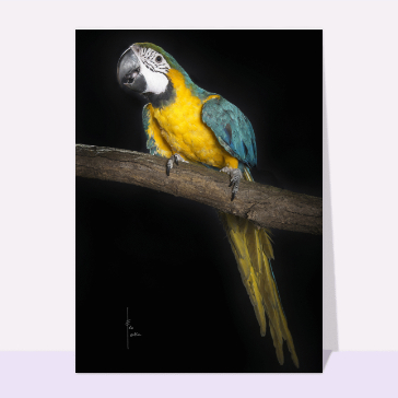 Carte avec un oiseau : Perroquet sur une branche