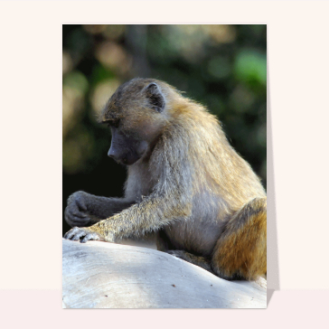 carte d'animaux : Un babouin sur son rocher
