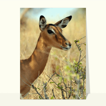 carte d'animaux : Tête de gazelle de thomson
