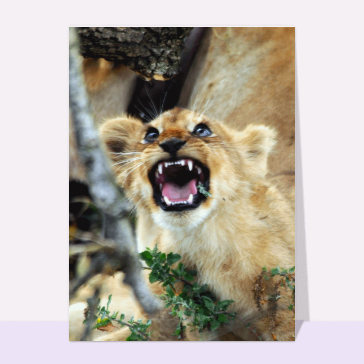 carte d'animaux : Les dents du lionceau