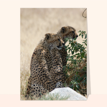 carte d'animaux : Un couple de leopards