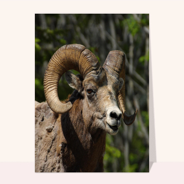 carte d'animaux : Mouflon des rocheuses