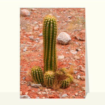 Grand cactus et ses petits frères