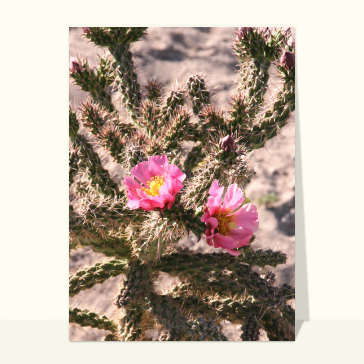 Paysages et nature : Cactus rose