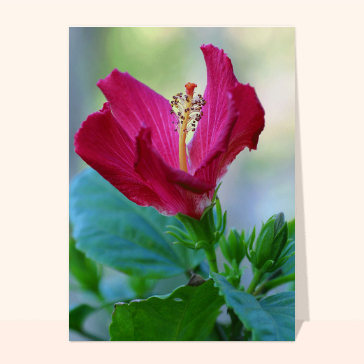 Paysages et nature : Hibiscus rosa-sinensis