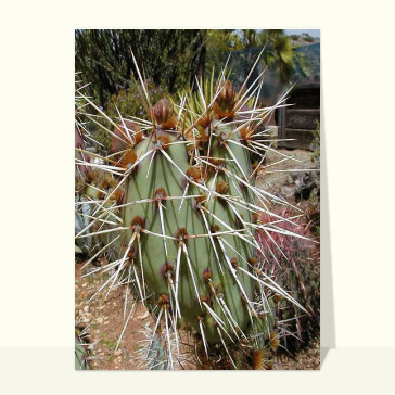 Paysages et nature : Cactus et ses grandes épines