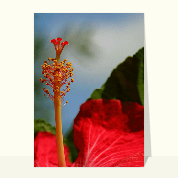 Paysages et nature : Pistil Hibiscus