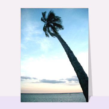 Paysages et nature : Palmier sur fond de ciel