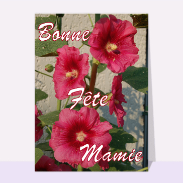 Fête des Mamies : Les roses tremieres de mamie