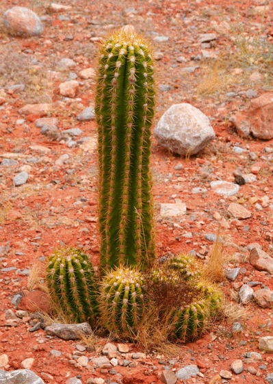 Carte Grand cactus et ses petits frères Carte de nature