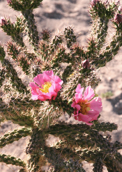 Carte Cactus rose Carte de nature