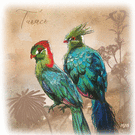 Turaco color&eacute; aux plumes &eacute;clatantes