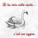 Cygne comique : un humour &agrave; la nage