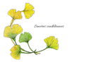 Fleurs de ginkgo pour un soutien sinc&egrave;re