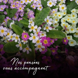 Carte Fleurs de pensées pour un doux réconfort Carte condoléances fleurs