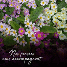 Fleurs de pens&eacute;es pour un doux r&eacute;confort
