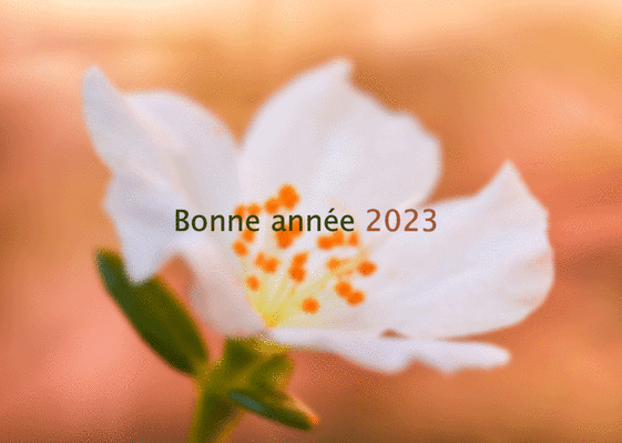 Carte bonne année 2023 sur fond jaune Carte de voeux 2023 avec des fleurs