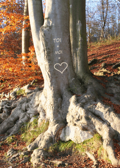 Carte Amour gravé dans un arbre Carte saint valentin