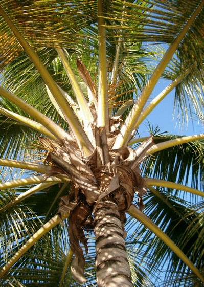 Carte Sous le palmier Carte de nature