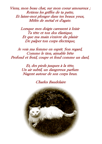 Carte Chat et Baudelaire en N et B Carte de poèmes