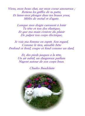 Carte Chat et Baudelaire en couleur Carte de poèmes
