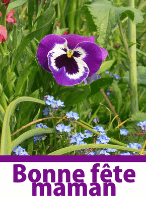 Carte Bonne fête maman fleur violette Carte fête des mères avec des fleurs
