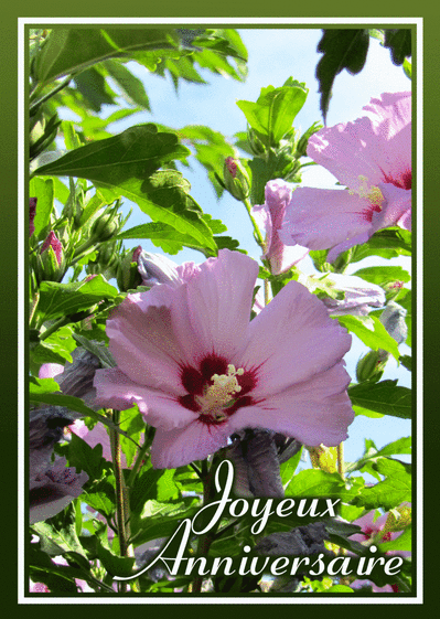Carte Joyeux anniversaire fleur rose Carte anniversaire fleurs