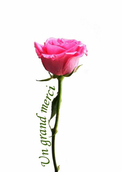 Carte Un grand merci avec une rose Carte remerciement condoléances